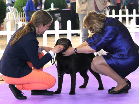 Labradores de la Salmantina - Cachorros labrador retriever chocolate - chocolates - cachorros - Rumors de Bocalán - Elliot el Dragón de Bocalán - Brisa del Mar Funny Girl - Iguazú de La Salmantina - Nilo de La Salmantina - Chablais Ethan - Penny Royal's Mattaponi - Ferrero Rocher de La Salmantina - Detian de La Salmantina - Winchester de La Salmantina