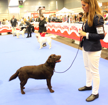 Labradores de la Salmantina - Cachorros labrador retriever chocolate - chocolates - cachorros - Rumors de Bocalán - Elliot el Dragón de Bocalán - Brisa del Mar Funny Girl - Iguazú de La Salmantina - Nilo de La Salmantina - Chablais Ethan - Penny Royal's Mattaponi - Ferrero Rocher de La Salmantina - Detian de La Salmantina - Winchester de La Salmantina