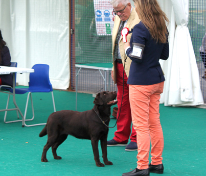 Labradores de la Salmantina - Cachorros labrador retriever chocolate - chocolates - cachorros - Rumors de Bocalán - Elliot el Dragón de Bocalán - Brisa del Mar Funny Girl - Iguazú de La Salmantina - Nilo de La Salmantina - Chablais Ethan - Penny Royal's Mattaponi - Ferrero Rocher de La Salmantina - Detian de La Salmantina - Winchester de La Salmantina