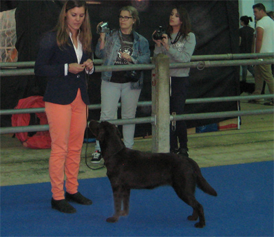 Labradores de la Salmantina - Cachorros labrador retriever chocolate - chocolates - cachorros - Rumors de Bocalán - Elliot el Dragón de Bocalán - Brisa del Mar Funny Girl - Iguazú de La Salmantina - Nilo de La Salmantina - Chablais Ethan - Penny Royal's Mattaponi - Ferrero Rocher de La Salmantina - Detian de La Salmantina - Winchester de La Salmantina