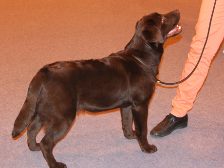 Labradores de la Salmantina - Cachorros labrador retriever chocolate - chocolates - cachorros - Rumors de Bocalán - Elliot el Dragón de Bocalán - Brisa del Mar Funny Girl - Iguazú de La Salmantina - Nilo de La Salmantina - Chablais Ethan - Penny Royal's Mattaponi - Ferrero Rocher de La Salmantina - Detian de La Salmantina - Winchester de La Salmantina