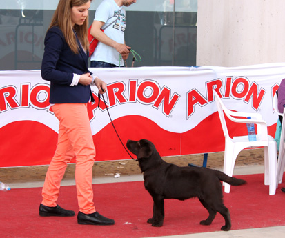 Labradores de la Salmantina - Cachorros labrador retriever chocolate - chocolates - cachorros - Rumors de Bocalán - Elliot el Dragón de Bocalán - Brisa del Mar Funny Girl - Iguazú de La Salmantina - Nilo de La Salmantina - Chablais Ethan - Penny Royal's Mattaponi - Ferrero Rocher de La Salmantina - Detian de La Salmantina - Winchester de La Salmantina