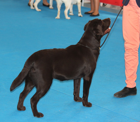 Labradores de la Salmantina - Cachorros labrador retriever chocolate - chocolates - cachorros - Rumors de Bocalán - Elliot el Dragón de Bocalán - Brisa del Mar Funny Girl - Iguazú de La Salmantina - Nilo de La Salmantina - Chablais Ethan - Penny Royal's Mattaponi - Ferrero Rocher de La Salmantina - Detian de La Salmantina - Winchester de La Salmantina