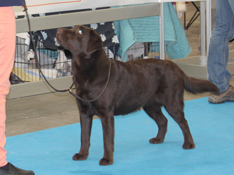 Labradores de la Salmantina - Cachorros labrador retriever chocolate - chocolates - cachorros - Rumors de Bocalán - Elliot el Dragón de Bocalán - Brisa del Mar Funny Girl - Iguazú de La Salmantina - Nilo de La Salmantina - Chablais Ethan - Penny Royal's Mattaponi - Ferrero Rocher de La Salmantina - Detian de La Salmantina - Winchester de La Salmantina