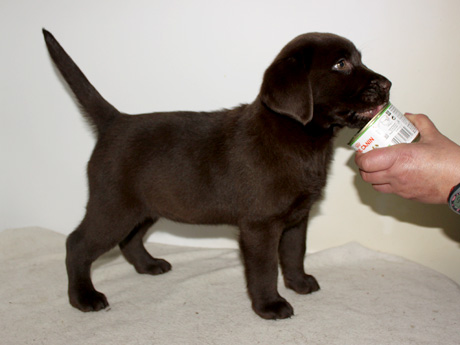 Labradores de la Salmantina - Cachorros labrador retriever chocolate - chocolates - cachorros - Rumors de Bocalán - Elliot el Dragón de Bocalán - Brisa del Mar Funny Girl - Iguazú de La Salmantina - Nilo de La Salmantina - Chablais Ethan - Penny Royal's Mattaponi - Ferrero Rocher de La Salmantina - Detian de La Salmantina - Winchester de La Salmantina