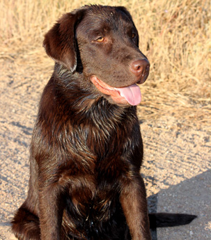 Labradores de la Salmantina - Cachorros labrador retriever chocolate - chocolates - cachorros - Rumors de Bocalán - Elliot el Dragón de Bocalán - Brisa del Mar Funny Girl - Iguazú de La Salmantina - Nilo de La Salmantina - Chablais Ethan - Penny Royal's Mattaponi - Ferrero Rocher de La Salmantina - Detian de La Salmantina - Winchester de La Salmantina