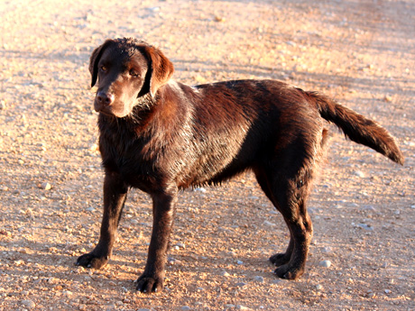 Labradores de la Salmantina - Cachorros labrador retriever chocolate - chocolates - cachorros - Rumors de Bocalán - Elliot el Dragón de Bocalán - Brisa del Mar Funny Girl - Iguazú de La Salmantina - Nilo de La Salmantina - Chablais Ethan - Penny Royal's Mattaponi - Ferrero Rocher de La Salmantina - Detian de La Salmantina - Winchester de La Salmantina