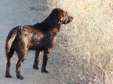 Labradores de la Salmantina - Cachorros labrador retriever chocolate - chocolates - cachorros - Rumors de Bocalán - Elliot el Dragón de Bocalán - Brisa del Mar Funny Girl - Iguazú de La Salmantina - Nilo de La Salmantina - Chablais Ethan - Penny Royal's Mattaponi - Ferrero Rocher de La Salmantina - Detian de La Salmantina - Winchester de La Salmantina