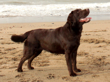 Labradores de la Salmantina - Cachorros labrador retriever chocolate - chocolates - cachorros - Rumors de Bocalán - Elliot el Dragón de Bocalán - Brisa del Mar Funny Girl - Iguazú de La Salmantina - Nilo de La Salmantina - Chablais Ethan - Penny Royal's Mattaponi - Ferrero Rocher de La Salmantina - Detian de La Salmantina - Winchester de La Salmantina