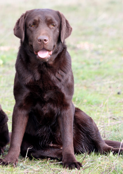 Labradores de la Salmantina - Cachorros labrador retriever chocolate - chocolates - cachorros - Rumors de Bocalán - Elliot el Dragón de Bocalán - Brisa del Mar Funny Girl - Iguazú de La Salmantina - Nilo de La Salmantina - Chablais Ethan - Penny Royal's Mattaponi - Ferrero Rocher de La Salmantina - Detian de La Salmantina - Winchester de La Salmantina