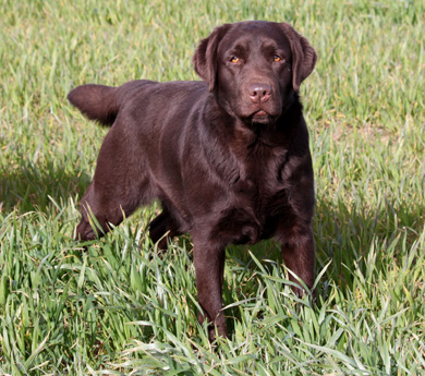 Labradores de la Salmantina - Cachorros labrador retriever chocolate - chocolates - cachorros - Rumors de Bocalán - Elliot el Dragón de Bocalán - Brisa del Mar Funny Girl - Iguazú de La Salmantina - Nilo de La Salmantina - Chablais Ethan - Penny Royal's Mattaponi - Ferrero Rocher de La Salmantina - Detian de La Salmantina - Winchester de La Salmantina