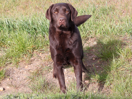 Labradores de la Salmantina - Cachorros labrador retriever chocolate - chocolates - cachorros - Rumors de Bocalán - Elliot el Dragón de Bocalán - Brisa del Mar Funny Girl - Iguazú de La Salmantina - Nilo de La Salmantina - Chablais Ethan - Penny Royal's Mattaponi - Ferrero Rocher de La Salmantina - Detian de La Salmantina - Winchester de La Salmantina