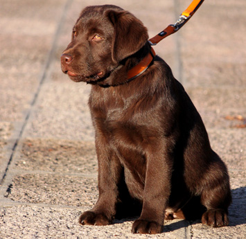 Labradores de la Salmantina - Cachorros labrador retriever chocolate - chocolates - cachorros - Rumors de Bocalán - Elliot el Dragón de Bocalán - Brisa del Mar Funny Girl - Iguazú de La Salmantina - Nilo de La Salmantina - Chablais Ethan - Penny Royal's Mattaponi - Ferrero Rocher de La Salmantina - Detian de La Salmantina - Winchester de La Salmantina