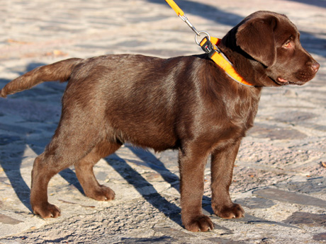 Labradores de la Salmantina - Cachorros labrador retriever chocolate - chocolates - cachorros - Rumors de Bocalán - Elliot el Dragón de Bocalán - Brisa del Mar Funny Girl - Iguazú de La Salmantina - Nilo de La Salmantina - Chablais Ethan - Penny Royal's Mattaponi - Ferrero Rocher de La Salmantina - Detian de La Salmantina - Winchester de La Salmantina