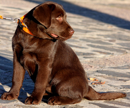 Labradores de la Salmantina - Cachorros labrador retriever chocolate - chocolates - cachorros - Rumors de Bocalán - Elliot el Dragón de Bocalán - Brisa del Mar Funny Girl - Iguazú de La Salmantina - Nilo de La Salmantina - Chablais Ethan - Penny Royal's Mattaponi - Ferrero Rocher de La Salmantina - Detian de La Salmantina - Winchester de La Salmantina