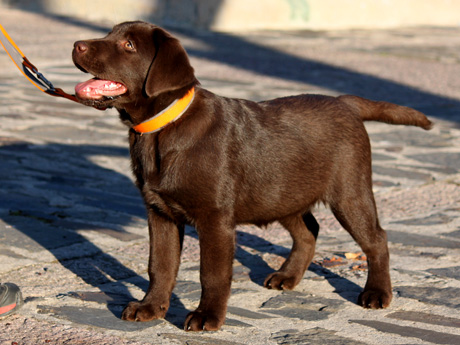 Labradores de la Salmantina - Cachorros labrador retriever chocolate - chocolates - cachorros - Rumors de Bocalán - Elliot el Dragón de Bocalán - Brisa del Mar Funny Girl - Iguazú de La Salmantina - Nilo de La Salmantina - Chablais Ethan - Penny Royal's Mattaponi - Ferrero Rocher de La Salmantina - Detian de La Salmantina - Winchester de La Salmantina