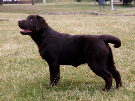 Labradores de la Salmantina - Cachorros labrador retriever chocolate - chocolates - cachorros - Rumors de Bocalán - Elliot el Dragón de Bocalán - Brisa del Mar Funny Girl - Iguazú de La Salmantina - Nilo de La Salmantina - Chablais Ethan - Penny Royal's Mattaponi - Ferrero Rocher de La Salmantina - Detian de La Salmantina - Winchester de La Salmantina