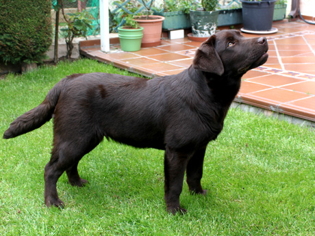 Labradores de la Salmantina - Cachorros labrador retriever chocolate - chocolates - cachorros - Rumors de Bocalán - Elliot el Dragón de Bocalán - Brisa del Mar Funny Girl - Iguazú de La Salmantina - Nilo de La Salmantina - Chablais Ethan - Penny Royal's Mattaponi - Ferrero Rocher de La Salmantina - Detian de La Salmantina - Winchester de La Salmantina