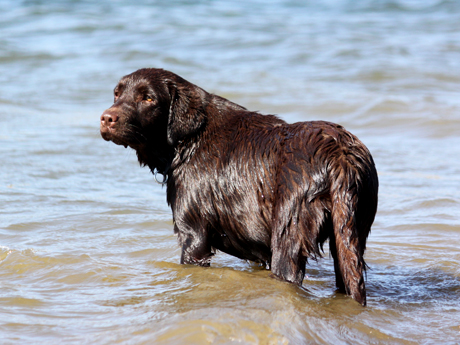 Labradores de la Salmantina - Cachorros labrador retriever chocolate - chocolates - cachorros - Rumors de Bocalán - Elliot el Dragón de Bocalán - Brisa del Mar Funny Girl - Iguazú de La Salmantina - Nilo de La Salmantina - Chablais Ethan - Penny Royal's Mattaponi - Ferrero Rocher de La Salmantina - Detian de La Salmantina - Winchester de La Salmantina