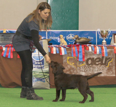 Labradores de la Salmantina - Cachorros labrador retriever chocolate - chocolates - cachorros - Rumors de Bocalán - Elliot el Dragón de Bocalán - Brisa del Mar Funny Girl - Iguazú de La Salmantina - Nilo de La Salmantina - Chablais Ethan - Penny Royal's Mattaponi - Ferrero Rocher de La Salmantina - Detian de La Salmantina - Winchester de La Salmantina