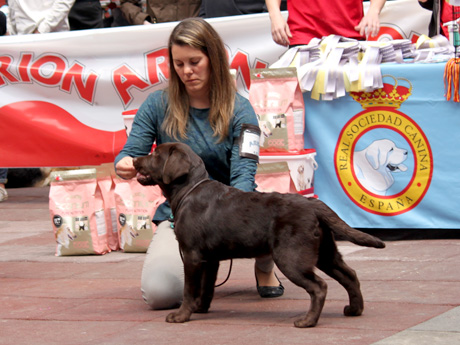 Labradores de la Salmantina - Cachorros labrador retriever chocolate - chocolates - cachorros - Rumors de Bocalán - Elliot el Dragón de Bocalán - Brisa del Mar Funny Girl - Iguazú de La Salmantina - Nilo de La Salmantina - Chablais Ethan - Penny Royal's Mattaponi - Ferrero Rocher de La Salmantina - Detian de La Salmantina - Winchester de La Salmantina