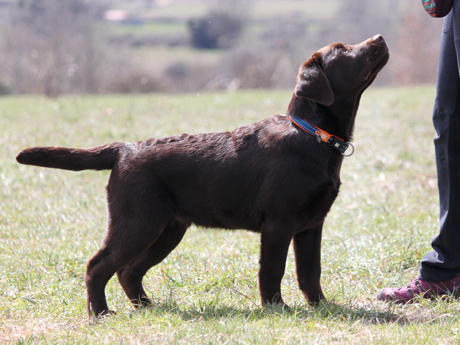 Labradores de la Salmantina - Cachorros labrador retriever chocolate - chocolates - cachorros - Rumors de Bocalán - Elliot el Dragón de Bocalán - Brisa del Mar Funny Girl - Iguazú de La Salmantina - Nilo de La Salmantina - Chablais Ethan - Penny Royal's Mattaponi - Ferrero Rocher de La Salmantina - Detian de La Salmantina - Winchester de La Salmantina