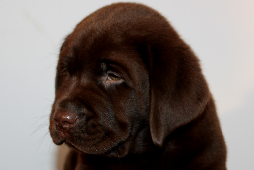 Labradores de la Salmantina - Cachorros labrador retriever chocolate - chocolates - cachorros - Rumors de Bocalán - Elliot el Dragón de Bocalán - Brisa del Mar Funny Girl - Iguazú de La Salmantina - Nilo de La Salmantina - Chablais Ethan - Penny Royal's Mattaponi - Ferrero Rocher de La Salmantina - Detian de La Salmantina - Winchester de La Salmantina