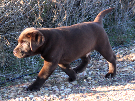 Labradores de la Salmantina - Cachorros labrador retriever chocolate - chocolates - cachorros - Rumors de Bocalán - Elliot el Dragón de Bocalán - Brisa del Mar Funny Girl - Iguazú de La Salmantina - Nilo de La Salmantina - Chablais Ethan - Penny Royal's Mattaponi - Ferrero Rocher de La Salmantina - Detian de La Salmantina - Winchester de La Salmantina