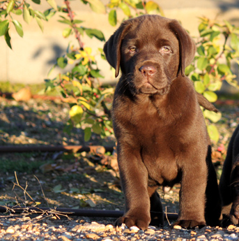 Labradores de la Salmantina - Cachorros labrador retriever chocolate - chocolates - cachorros - Rumors de Bocalán - Elliot el Dragón de Bocalán - Brisa del Mar Funny Girl - Iguazú de La Salmantina - Nilo de La Salmantina - Chablais Ethan - Penny Royal's Mattaponi - Ferrero Rocher de La Salmantina - Detian de La Salmantina - Winchester de La Salmantina