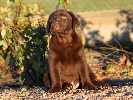 Labradores de la Salmantina - Cachorros labrador retriever chocolate - chocolates - cachorros - Rumors de Bocalán - Elliot el Dragón de Bocalán - Brisa del Mar Funny Girl - Iguazú de La Salmantina - Nilo de La Salmantina - Chablais Ethan - Penny Royal's Mattaponi - Ferrero Rocher de La Salmantina - Detian de La Salmantina - Winchester de La Salmantina