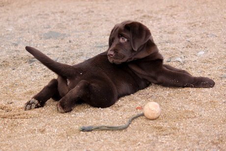 Labradores de la Salmantina - Cachorros labrador retriever chocolate - chocolates - cachorros - Rumors de Bocalán - Elliot el Dragón de Bocalán - Brisa del Mar Funny Girl - Iguazú de La Salmantina - Nilo de La Salmantina - Chablais Ethan - Penny Royal's Mattaponi - Ferrero Rocher de La Salmantina - Detian de La Salmantina - Winchester de La Salmantina