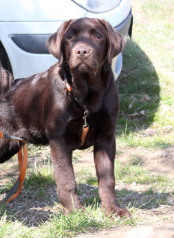 Labradores de la Salmantina - Cachorros labrador retriever chocolate - chocolates - cachorros - Rumors de Bocalán - Elliot el Dragón de Bocalán - Brisa del Mar Funny Girl - Iguazú de La Salmantina - Nilo de La Salmantina - Chablais Ethan - Penny Royal's Mattaponi - Ferrero Rocher de La Salmantina - Detian de La Salmantina - Winchester de La Salmantina