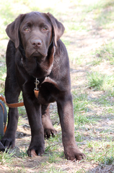 Labradores de la Salmantina - Cachorros labrador retriever chocolate - chocolates - cachorros - Rumors de Bocalán - Elliot el Dragón de Bocalán - Brisa del Mar Funny Girl - Iguazú de La Salmantina - Nilo de La Salmantina - Chablais Ethan - Penny Royal's Mattaponi - Ferrero Rocher de La Salmantina - Detian de La Salmantina - Winchester de La Salmantina