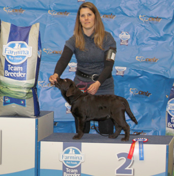 Labradores de la Salmantina - Cachorros labrador retriever chocolate - chocolates - cachorros - Rumors de Bocalán - Elliot el Dragón de Bocalán - Brisa del Mar Funny Girl - Iguazú de La Salmantina - Nilo de La Salmantina - Chablais Ethan - Penny Royal's Mattaponi - Ferrero Rocher de La Salmantina - Detian de La Salmantina - Winchester de La Salmantina