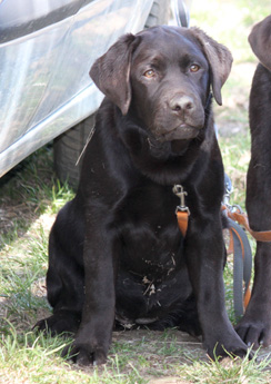 Labradores de la Salmantina - Cachorros labrador retriever chocolate - chocolates - cachorros - Rumors de Bocalán - Elliot el Dragón de Bocalán - Brisa del Mar Funny Girl - Iguazú de La Salmantina - Nilo de La Salmantina - Chablais Ethan - Penny Royal's Mattaponi - Ferrero Rocher de La Salmantina - Detian de La Salmantina - Winchester de La Salmantina