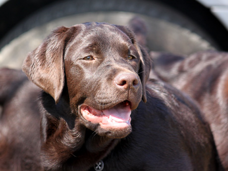 Labradores de la Salmantina - Cachorros labrador retriever chocolate - chocolates - cachorros - Rumors de Bocalán - Elliot el Dragón de Bocalán - Brisa del Mar Funny Girl - Iguazú de La Salmantina - Nilo de La Salmantina - Chablais Ethan - Penny Royal's Mattaponi - Ferrero Rocher de La Salmantina - Detian de La Salmantina - Winchester de La Salmantina