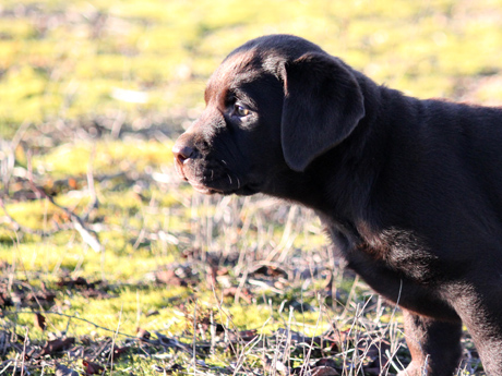 Labradores de la Salmantina - Cachorros labrador retriever chocolate - chocolates - cachorros - Rumors de Bocalán - Elliot el Dragón de Bocalán - Brisa del Mar Funny Girl - Iguazú de La Salmantina - Nilo de La Salmantina - Chablais Ethan - Penny Royal's Mattaponi - Ferrero Rocher de La Salmantina - Detian de La Salmantina - Winchester de La Salmantina