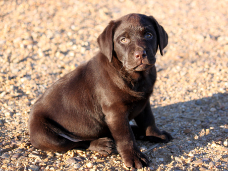 Labradores de la Salmantina - Cachorros labrador retriever chocolate - chocolates - cachorros - Rumors de Bocalán - Elliot el Dragón de Bocalán - Brisa del Mar Funny Girl - Iguazú de La Salmantina - Nilo de La Salmantina - Chablais Ethan - Penny Royal's Mattaponi - Ferrero Rocher de La Salmantina - Detian de La Salmantina - Winchester de La Salmantina