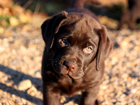 Labradores de la Salmantina - Cachorros labrador retriever chocolate - chocolates - cachorros - Rumors de Bocalán - Elliot el Dragón de Bocalán - Brisa del Mar Funny Girl - Iguazú de La Salmantina - Nilo de La Salmantina - Chablais Ethan - Penny Royal's Mattaponi - Ferrero Rocher de La Salmantina - Detian de La Salmantina - Winchester de La Salmantina