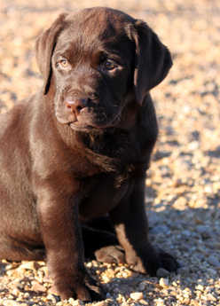 Labradores de la Salmantina - Cachorros labrador retriever chocolate - chocolates - cachorros - Rumors de Bocalán - Elliot el Dragón de Bocalán - Brisa del Mar Funny Girl - Iguazú de La Salmantina - Nilo de La Salmantina - Chablais Ethan - Penny Royal's Mattaponi - Ferrero Rocher de La Salmantina - Detian de La Salmantina - Winchester de La Salmantina