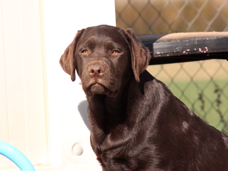 Labradores de la Salmantina - Cachorros labrador retriever chocolate - chocolates - cachorros - Rumors de Bocalán - Elliot el Dragón de Bocalán - Brisa del Mar Funny Girl - Iguazú de La Salmantina - Nilo de La Salmantina - Chablais Ethan - Penny Royal's Mattaponi - Ferrero Rocher de La Salmantina - Detian de La Salmantina - Winchester de La Salmantina