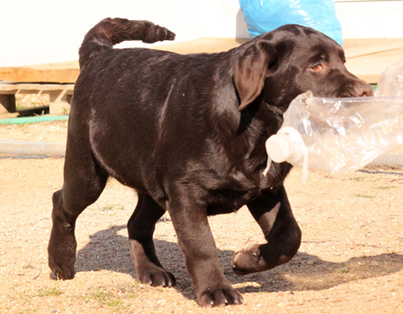 Labradores de la Salmantina - Cachorros labrador retriever chocolate - chocolates - cachorros - Rumors de Bocalán - Elliot el Dragón de Bocalán - Brisa del Mar Funny Girl - Iguazú de La Salmantina - Nilo de La Salmantina - Chablais Ethan - Penny Royal's Mattaponi - Ferrero Rocher de La Salmantina - Detian de La Salmantina - Winchester de La Salmantina