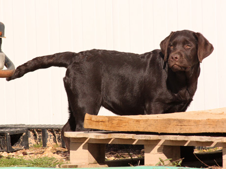 Labradores de la Salmantina - Cachorros labrador retriever chocolate - chocolates - cachorros - Rumors de Bocalán - Elliot el Dragón de Bocalán - Brisa del Mar Funny Girl - Iguazú de La Salmantina - Nilo de La Salmantina - Chablais Ethan - Penny Royal's Mattaponi - Ferrero Rocher de La Salmantina - Detian de La Salmantina - Winchester de La Salmantina