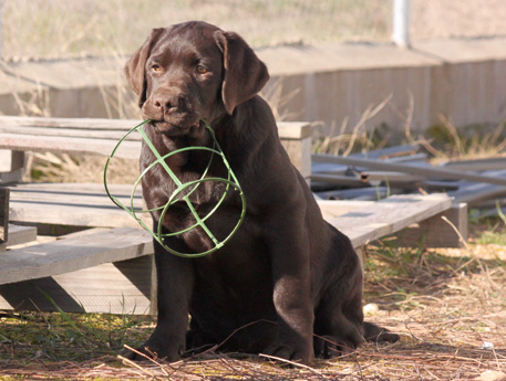 Labradores de la Salmantina - Cachorros labrador retriever chocolate - chocolates - cachorros - Rumors de Bocalán - Elliot el Dragón de Bocalán - Brisa del Mar Funny Girl - Iguazú de La Salmantina - Nilo de La Salmantina - Chablais Ethan - Penny Royal's Mattaponi - Ferrero Rocher de La Salmantina - Detian de La Salmantina - Winchester de La Salmantina