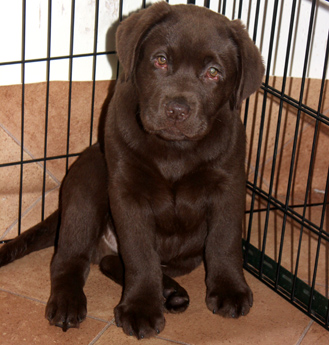 Labradores de la Salmantina - Cachorros labrador retriever chocolate - chocolates - cachorros - Rumors de Bocalán - Elliot el Dragón de Bocalán - Brisa del Mar Funny Girl - Iguazú de La Salmantina - Nilo de La Salmantina - Chablais Ethan - Penny Royal's Mattaponi - Ferrero Rocher de La Salmantina - Detian de La Salmantina - Winchester de La Salmantina