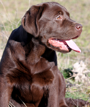 Labradores de la Salmantina - Cachorros labrador retriever chocolate - chocolates - cachorros - Rumors de Bocalán - Elliot el Dragón de Bocalán - Brisa del Mar Funny Girl - Iguazú de La Salmantina - Nilo de La Salmantina - Chablais Ethan - Penny Royal's Mattaponi - Ferrero Rocher de La Salmantina - Detian de La Salmantina - Winchester de La Salmantina