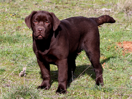 Labradores de la Salmantina - Cachorros labrador retriever chocolate - chocolates - cachorros - Rumors de Bocalán - Elliot el Dragón de Bocalán - Brisa del Mar Funny Girl - Iguazú de La Salmantina - Nilo de La Salmantina - Chablais Ethan - Penny Royal's Mattaponi - Ferrero Rocher de La Salmantina - Detian de La Salmantina - Winchester de La Salmantina