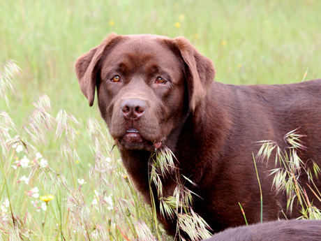 Labradores de la Salmantina - Cachorros labrador retriever chocolate - chocolates - cachorros - Rumors de Bocalán - Elliot el Dragón de Bocalán - Brisa del Mar Funny Girl - Iguazú de La Salmantina - Nilo de La Salmantina - Chablais Ethan - Penny Royal's Mattaponi - Ferrero Rocher de La Salmantina - Detian de La Salmantina - Winchester de La Salmantina