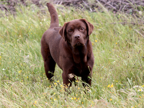 Labradores de la Salmantina - Cachorros labrador retriever chocolate - chocolates - cachorros - Rumors de Bocalán - Elliot el Dragón de Bocalán - Brisa del Mar Funny Girl - Iguazú de La Salmantina - Nilo de La Salmantina - Chablais Ethan - Penny Royal's Mattaponi - Ferrero Rocher de La Salmantina - Detian de La Salmantina - Winchester de La Salmantina