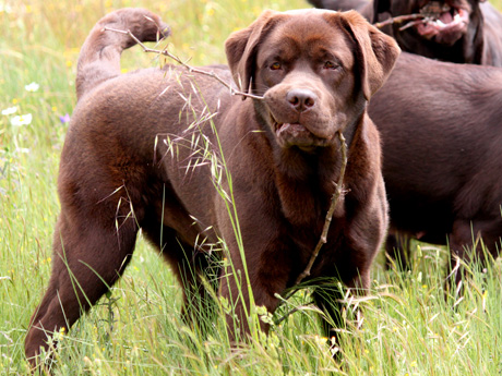 Labradores de la Salmantina - Cachorros labrador retriever chocolate - chocolates - cachorros - Rumors de Bocalán - Elliot el Dragón de Bocalán - Brisa del Mar Funny Girl - Iguazú de La Salmantina - Nilo de La Salmantina - Chablais Ethan - Penny Royal's Mattaponi - Ferrero Rocher de La Salmantina - Detian de La Salmantina - Winchester de La Salmantina